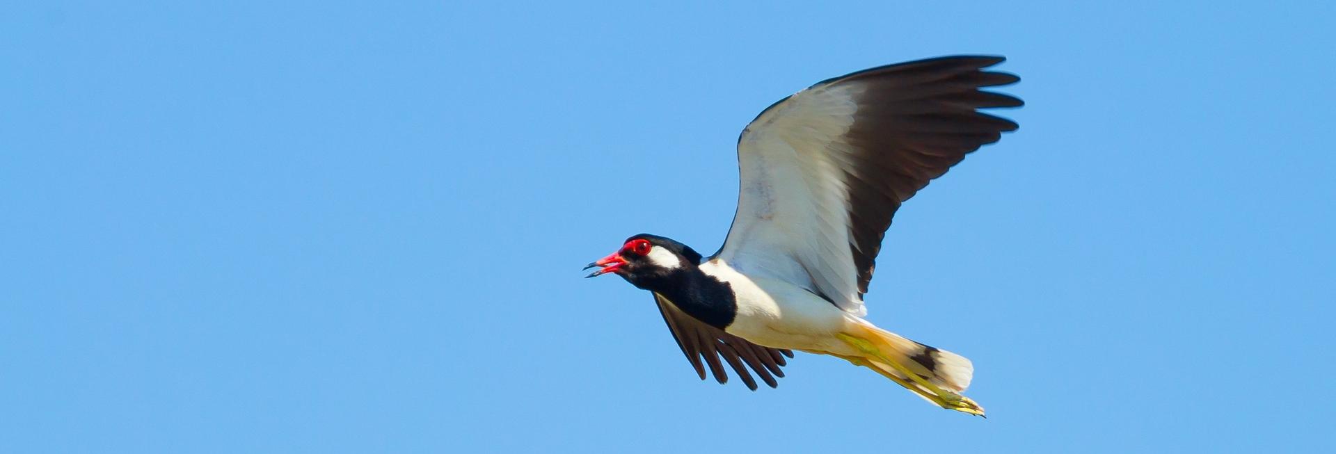 Red-wattled Lapwing, Bhutan