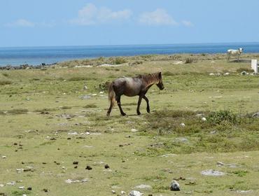 Wild pony, Delft Island 