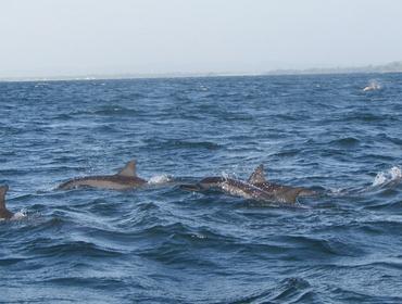 Dolphins, Trincomalee