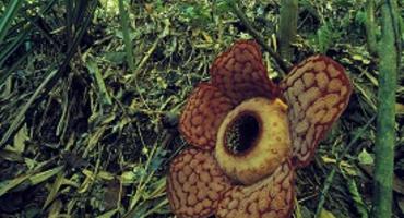 Belum Rainforest Reserve, Malaysia