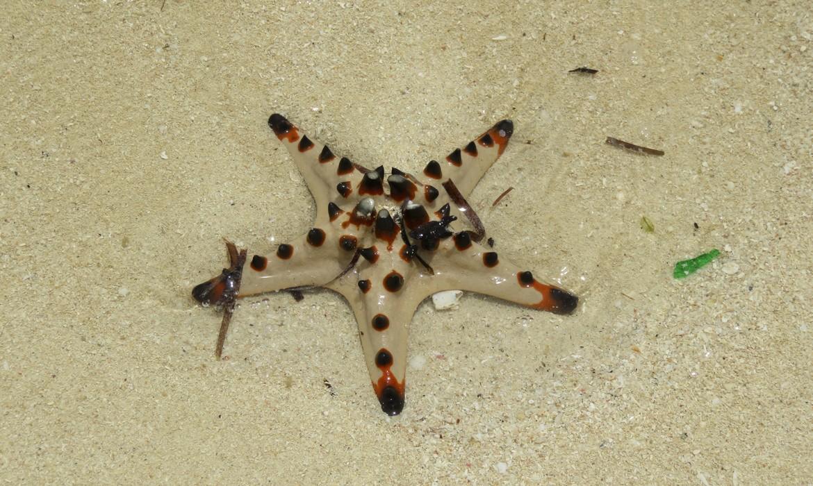 Starfish, Port Moresby