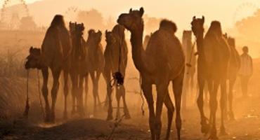 Pushkar Camel Fair, Pushkar