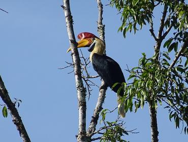 Hornbill, Bada Valley