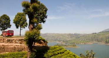Tea plantation, Sri Lanka