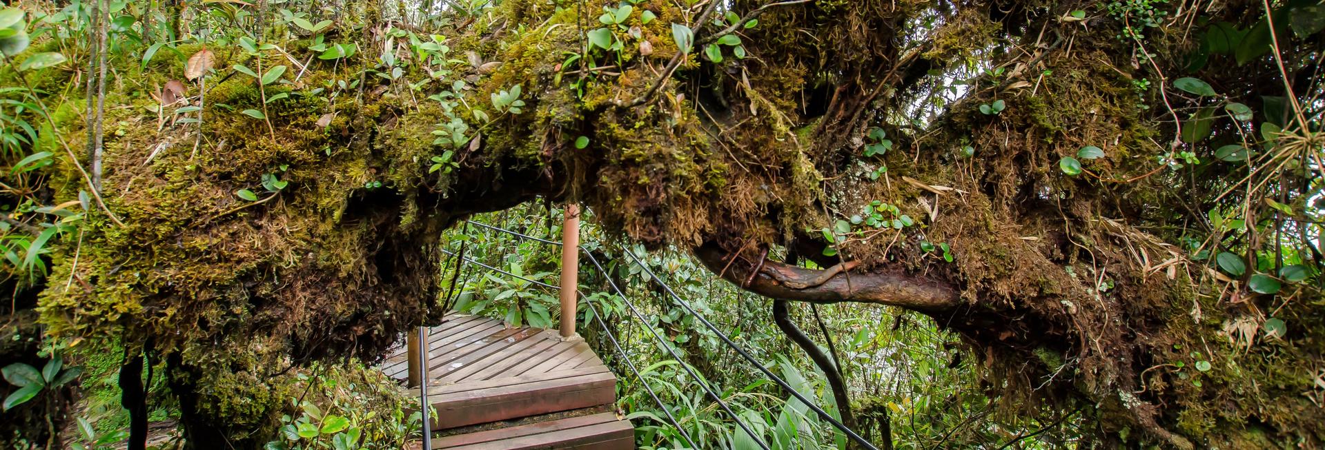 Bird-watching in the Cameron Highlands