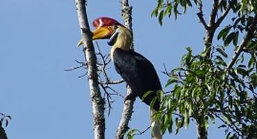 Hornbill Lore Lindu National Park