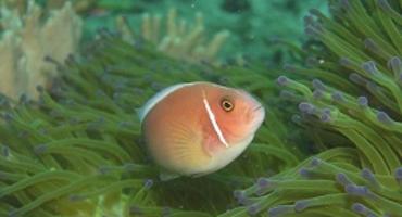 Snorkelling, Gaya Island