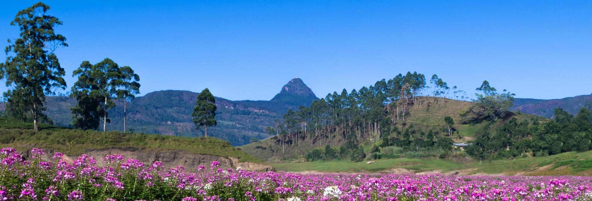 Adam's Peak (Sri Pada), Sri Lanka