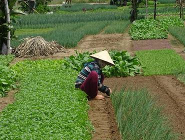 Thanh Dong Organic Farm, Hoi An