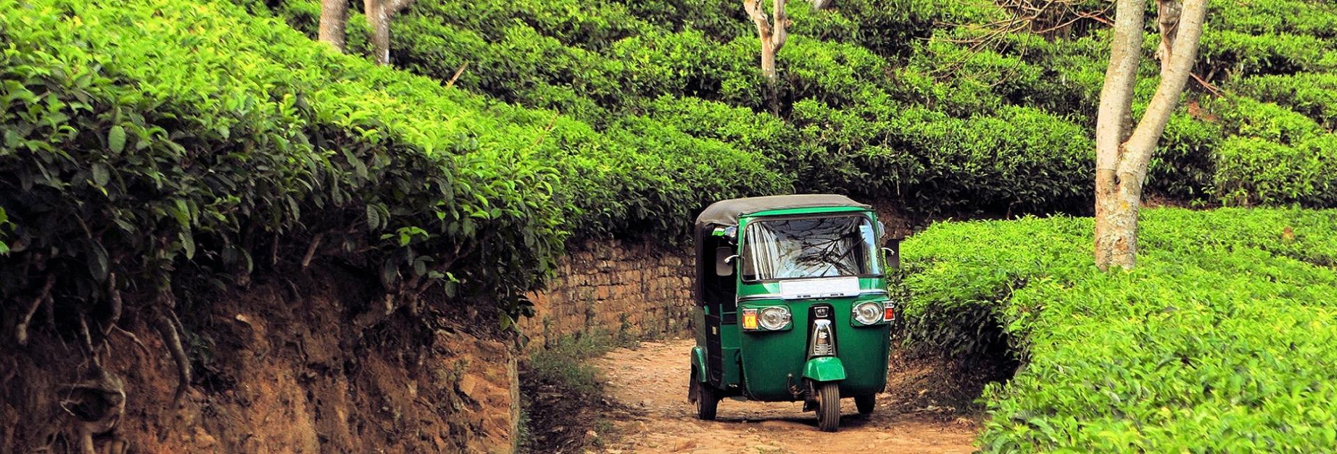 Wilehena Tea Factory