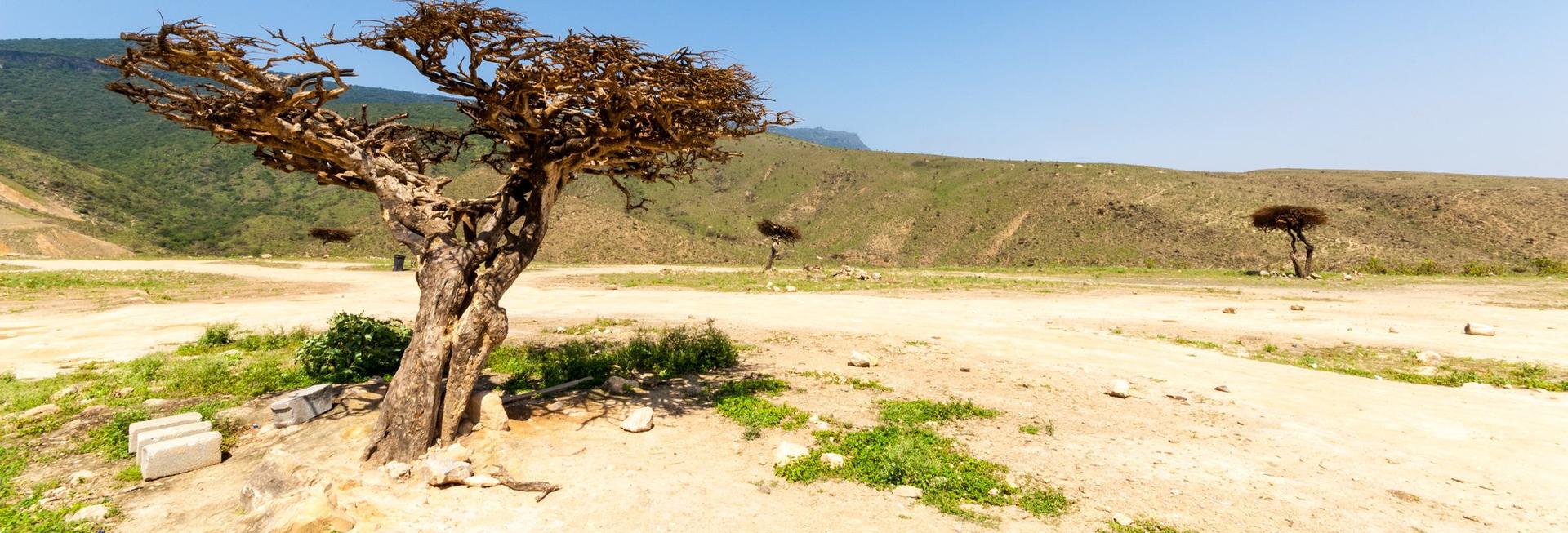 Frankincense tree, Salalah