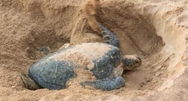 Ras Al Jinz Turtle Reserve