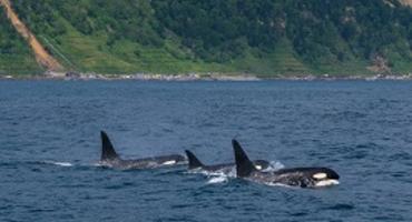 Cruise along the Shiretoko Peninsula