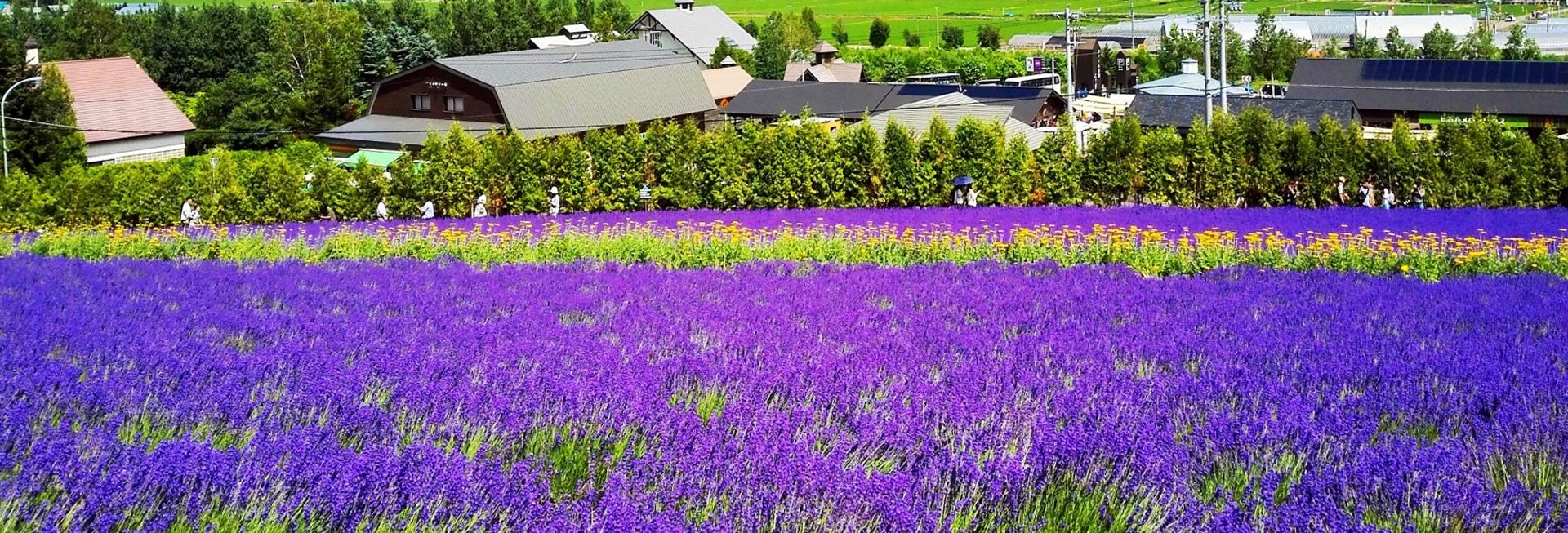Lavender in bloom, Biei