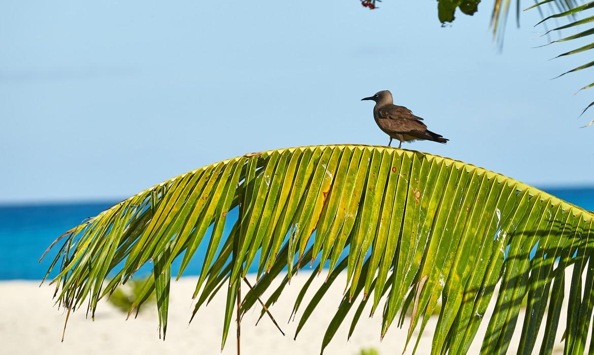 Bird, Bird island