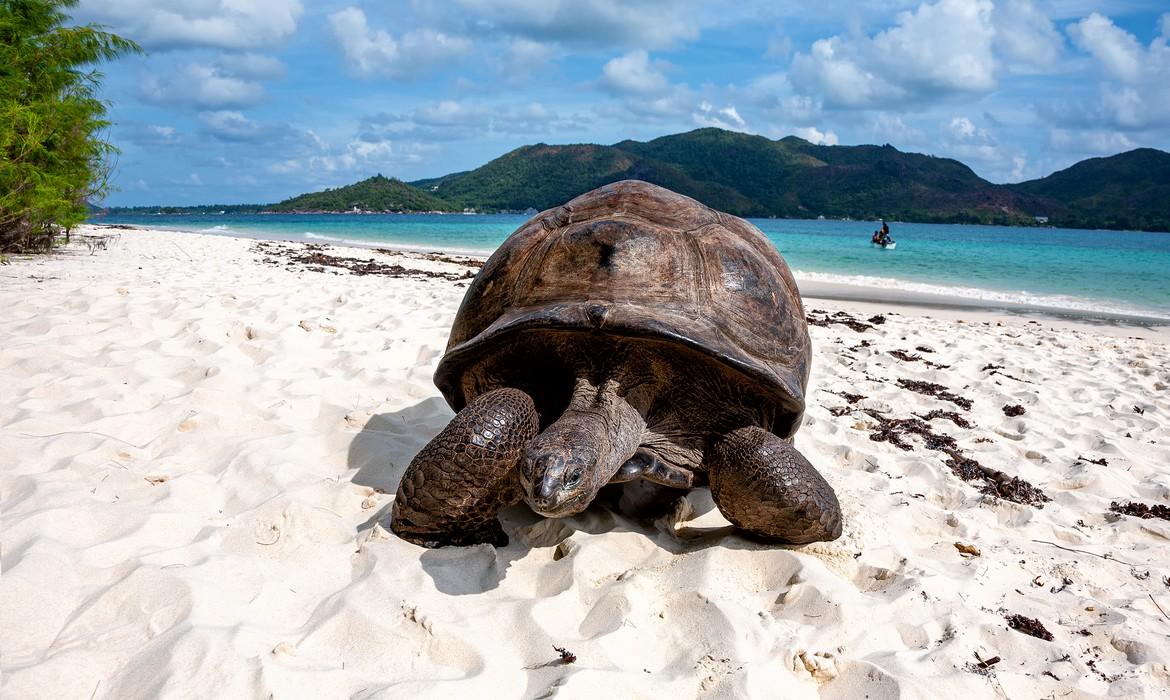 Turtle on the beach, Curieuse Island