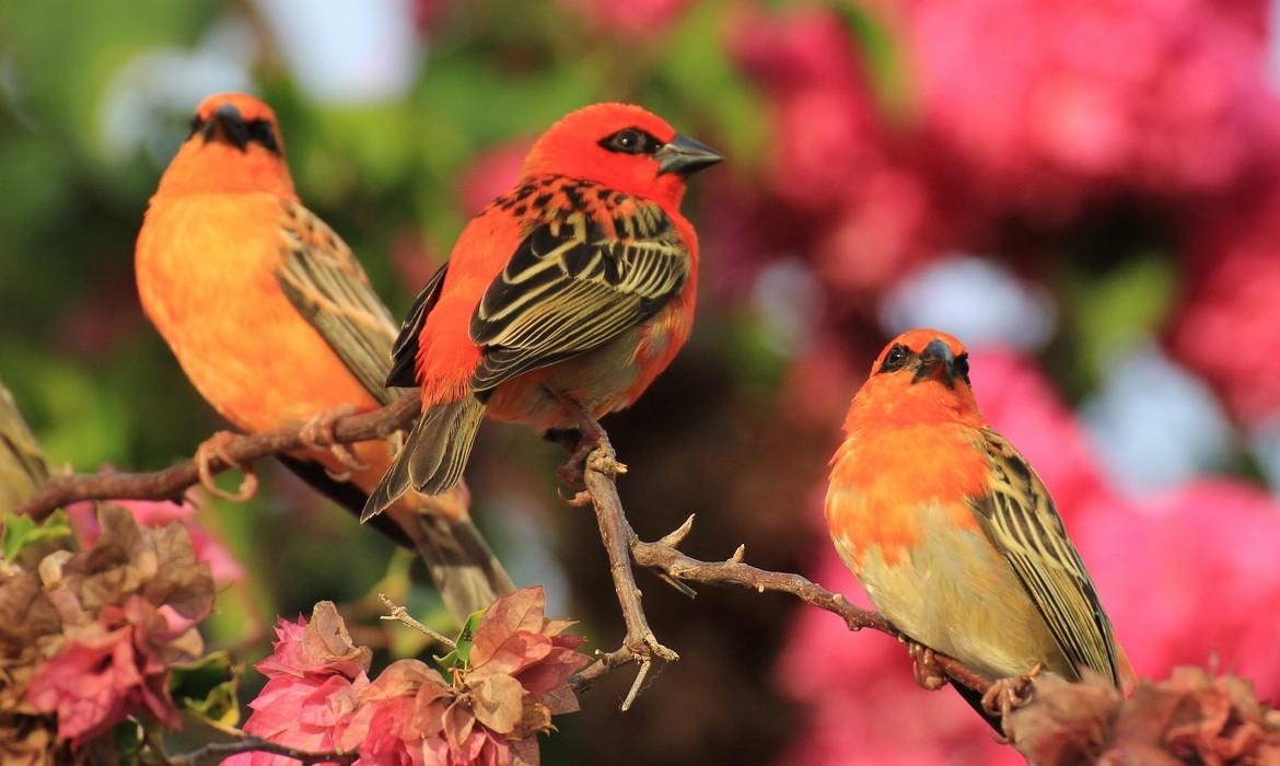 Cardinal birds