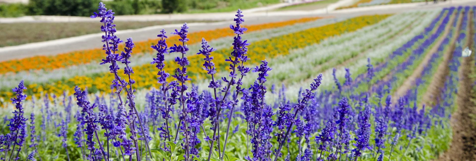 Countryside in summer, Biei