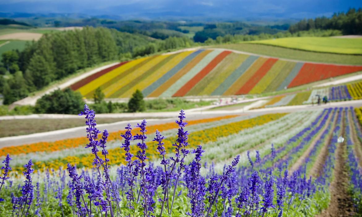 Lavender field, Furano