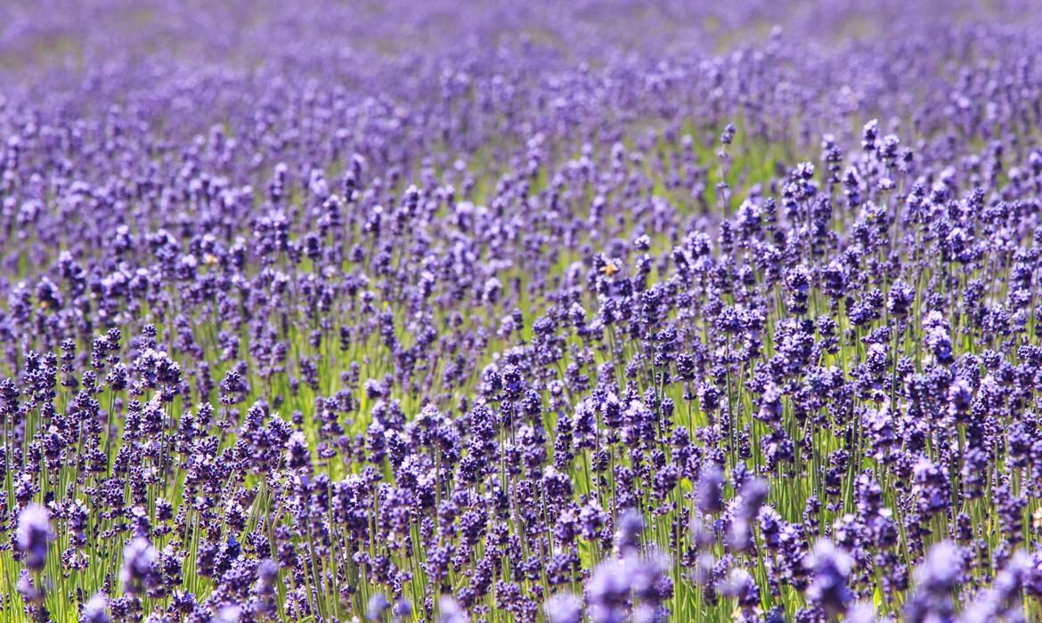 Lavender field, Furano