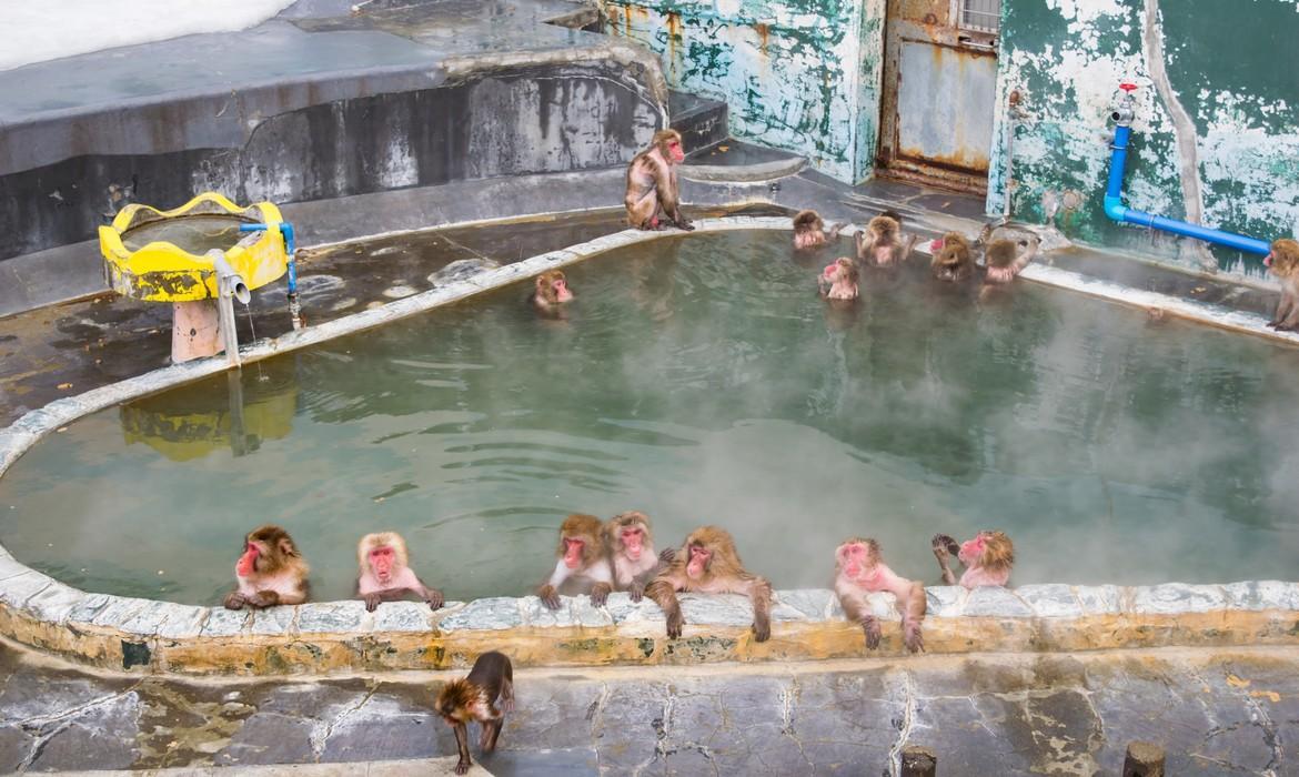 Snow monkeys, Hakodate