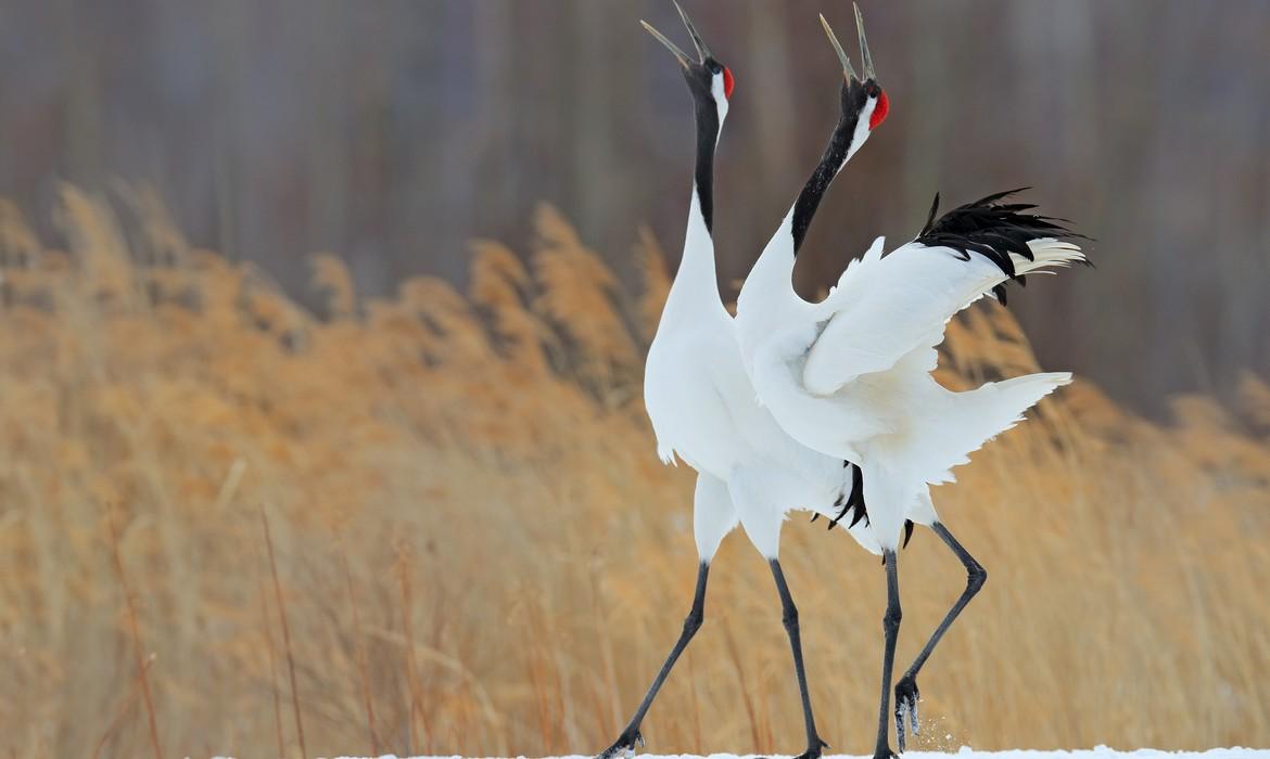 Dancing cranes