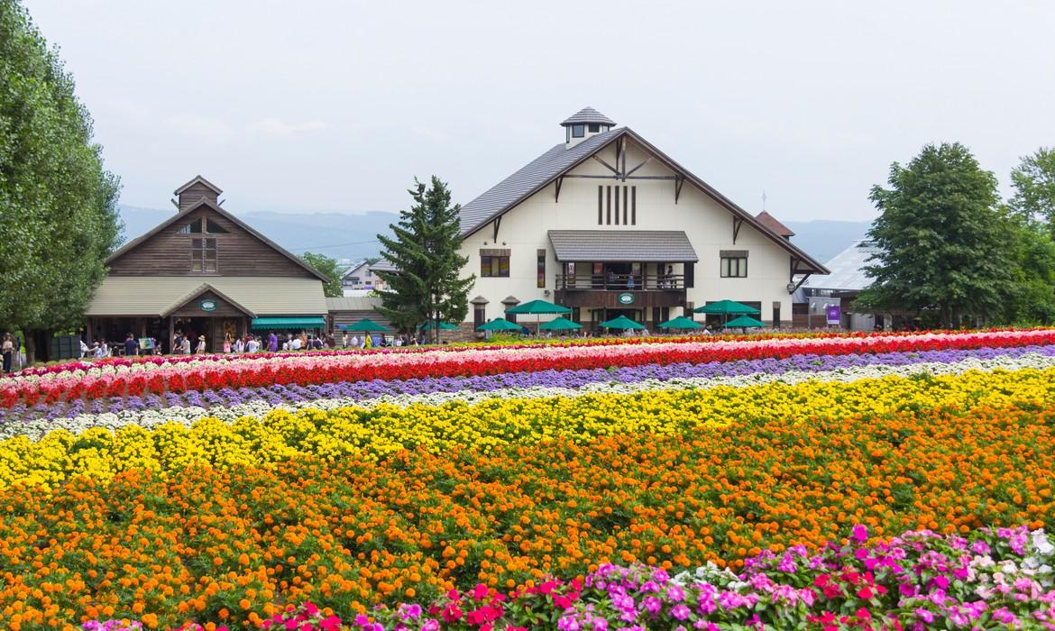 Farm Tomita, Furano