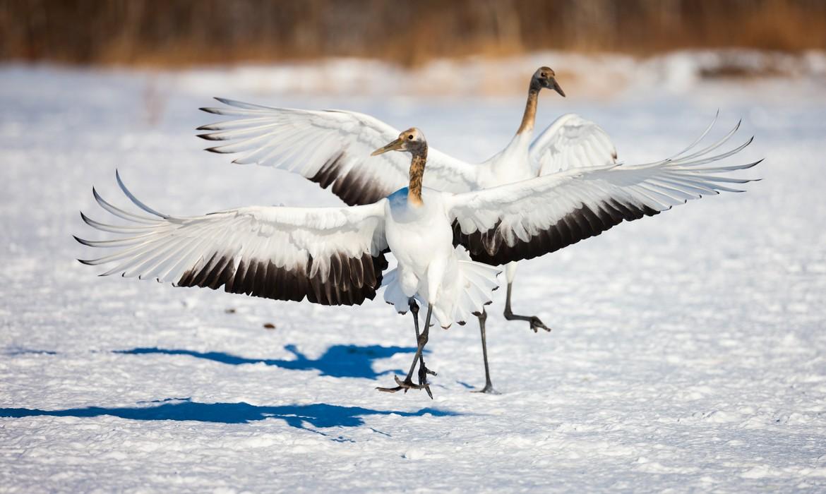 Dancing cranes