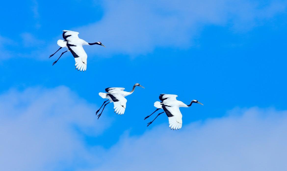 Snow dance in nature