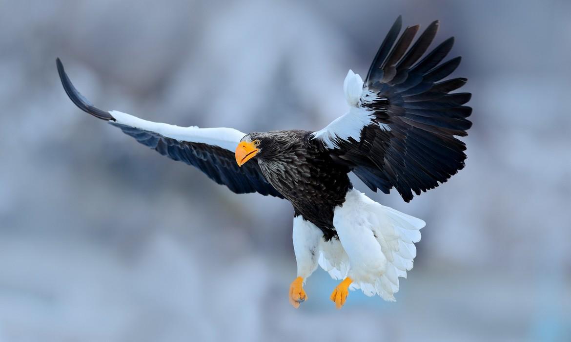 Sea eagle