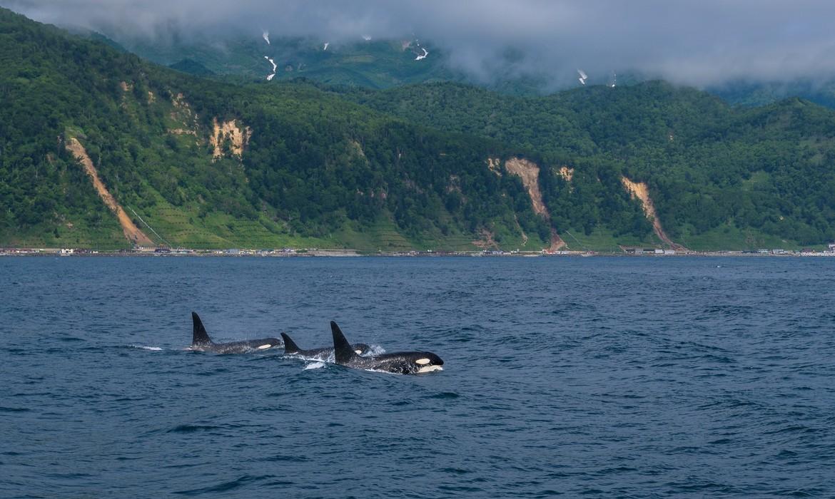 Killer whales, Shiretoko NP