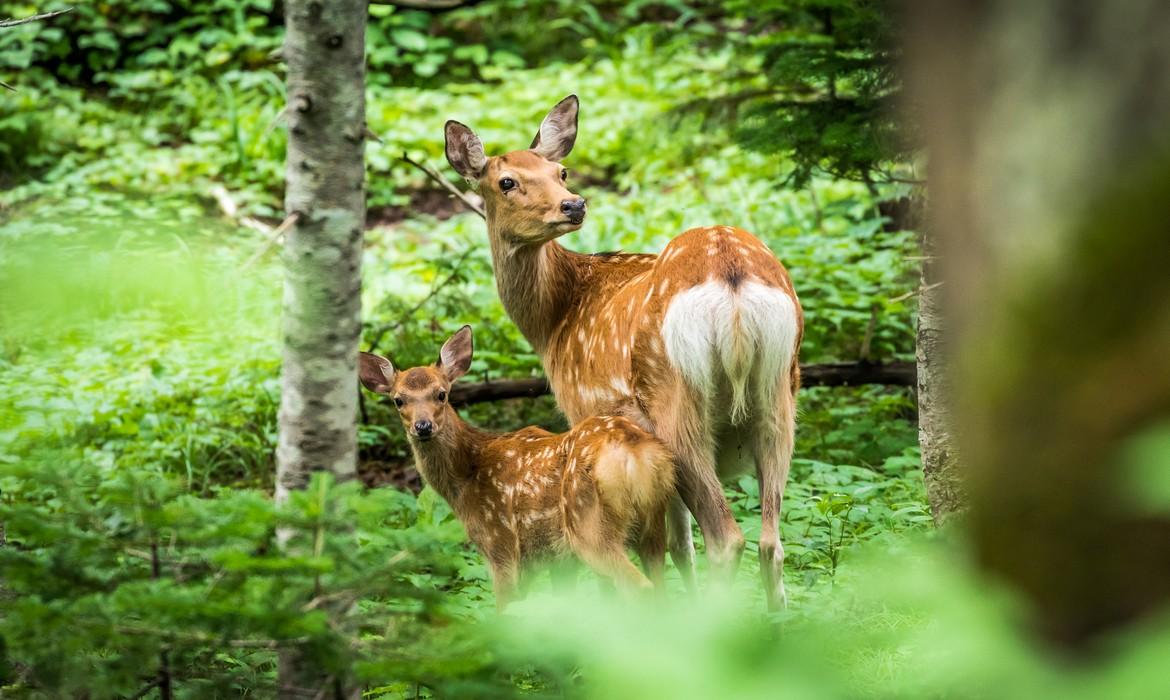 Deer, Shiretoko NP