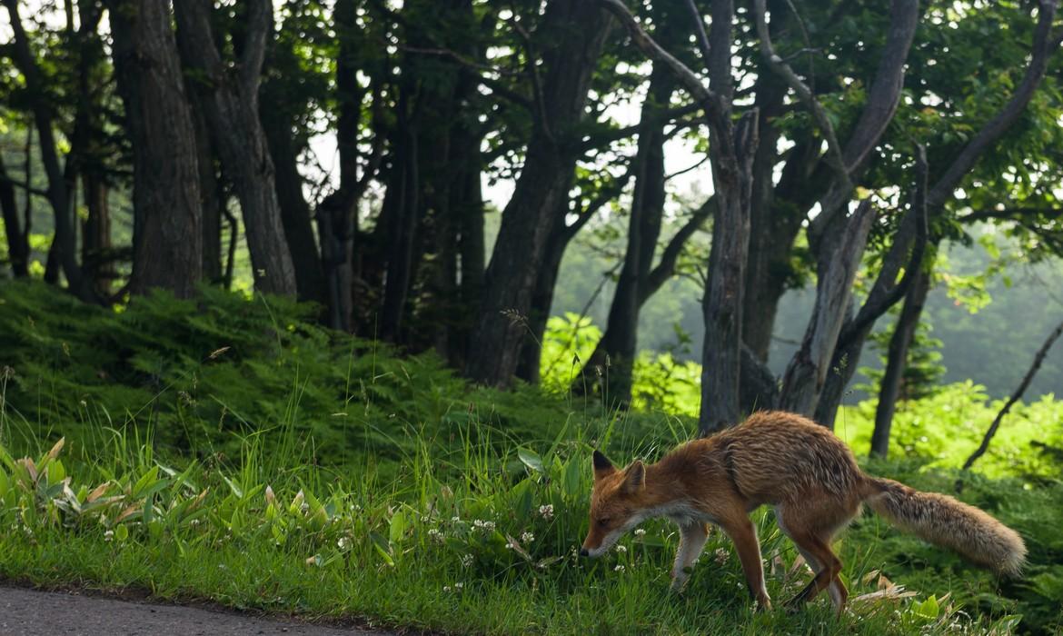 Red fox, Shiretoko NP