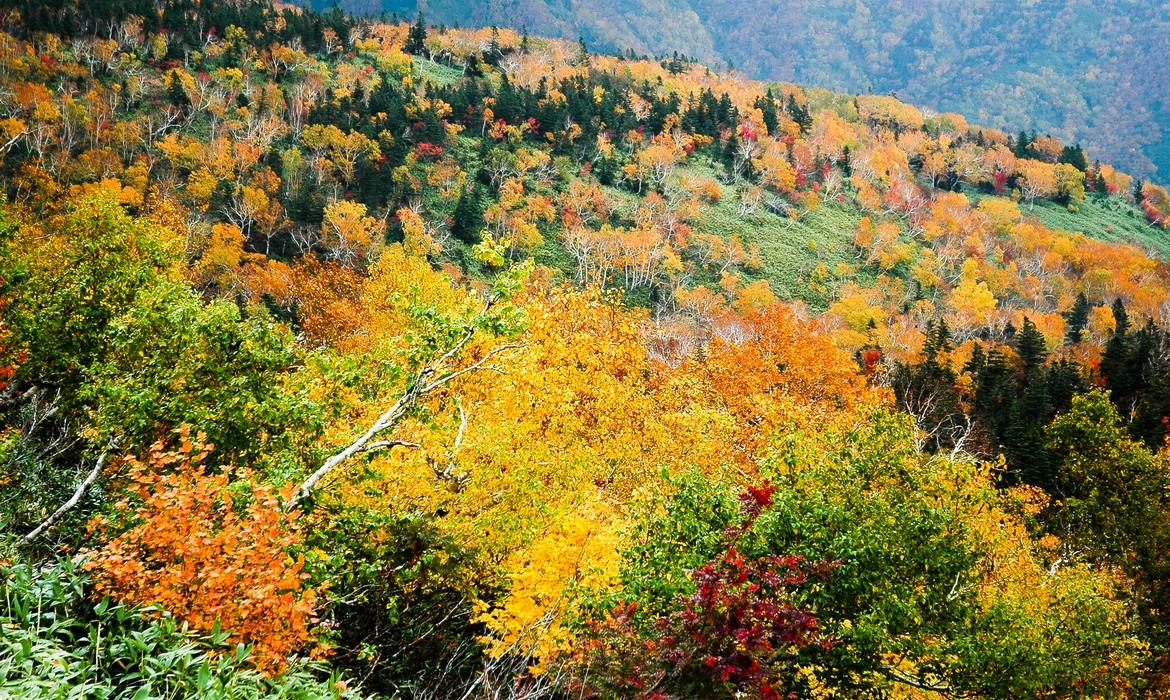 Autumn leaves, Shiretoko NP