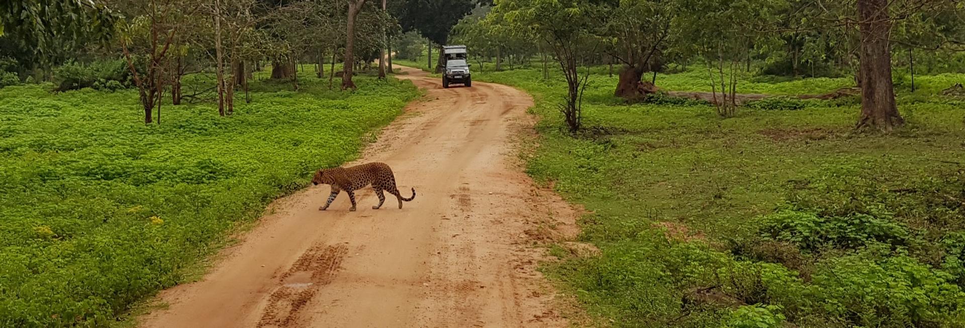 Leopard, Kumana National Park