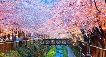 Cherry blossom, Busan