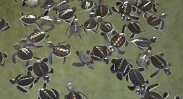 Sea Turtles, Rekawa, Sri Lanka