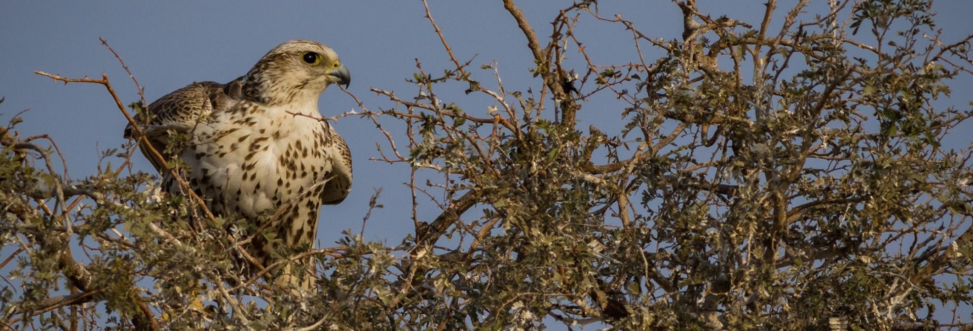 Saker Falcon, Bamboo Travel