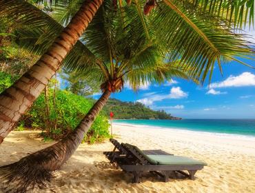 Palm trees, Mahe Island