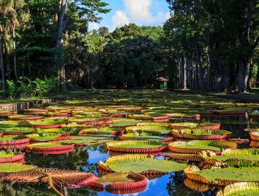Botanical gardens, Pamplemousses