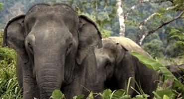 Phuket Elephant Sanctuary
