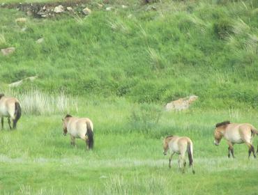 Khustai Nuruu National Park