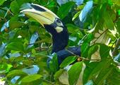 Birding in Borneo