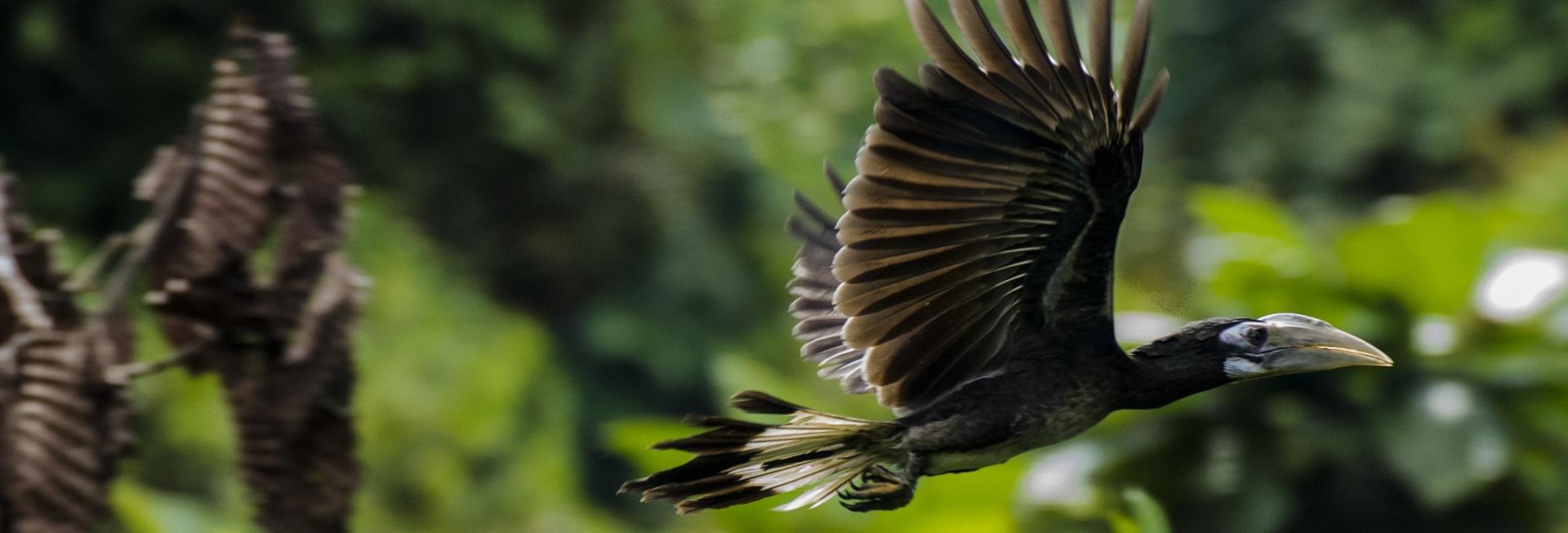 Bushy Crested Hornbill