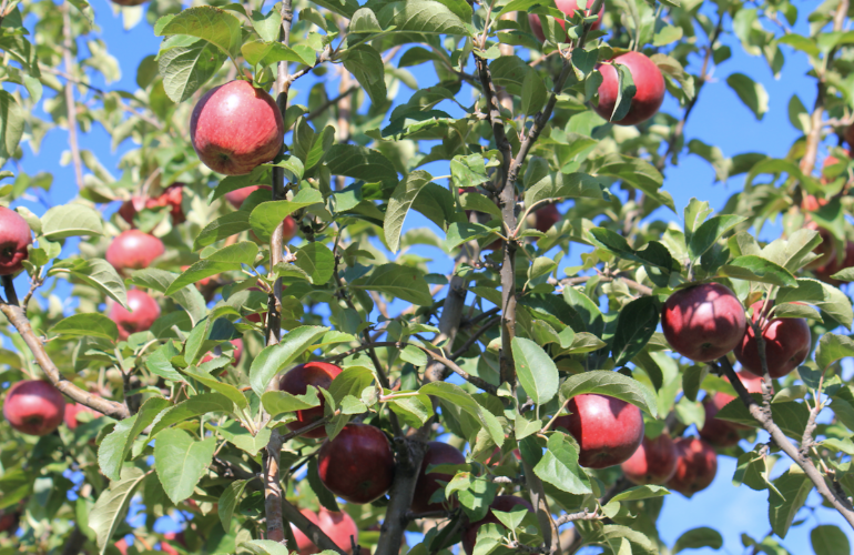 Apple Tree