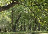 Explore the world's largest walnut forests