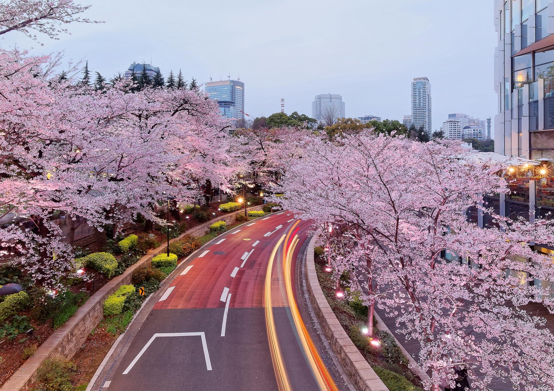 Yellow spring road япония