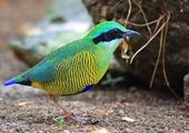 Discover wildlife at Cat Tien National Park