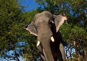 Green Hill Valley Elephant Camp
