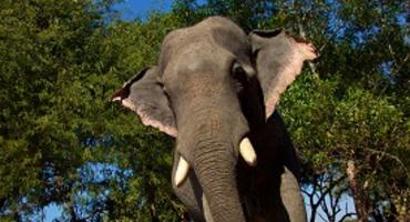 Green Hill Valley Elephant Camp